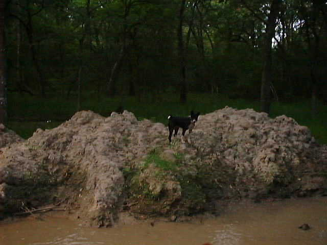 King of the Mudhill!